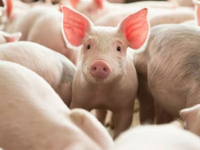 Crianza de animales atendida por Agroindustrias La Despensa
